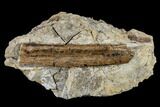 Dinosaur Rib Bone Section In Rock - South Dakota #113595-1